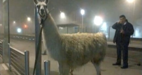 Drunk French friends take llama on tram ride