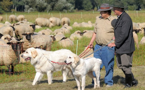 Wolf-hit shepherds call for sheepdog subsidies