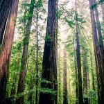 ‘Spanish winery will destroy US redwoods’