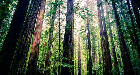 'Spanish winery will destroy US redwoods'