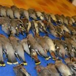 Glass deathtrap kills flock of Swedish birds