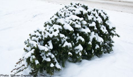 One in five Swedish Xmas trees are stolen