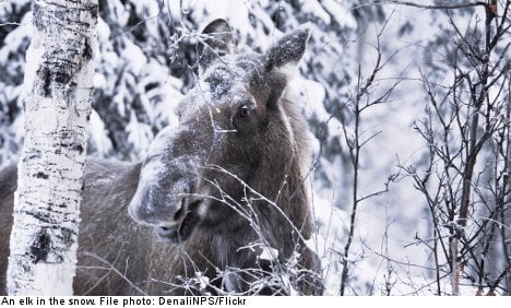 Swedish radio used to scare off elk