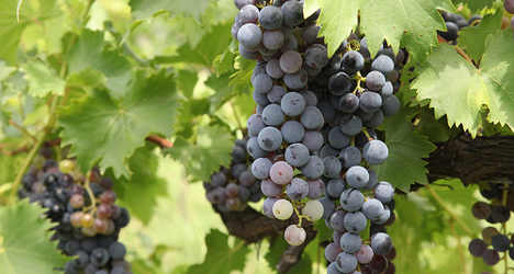 Italy beats France in wine output