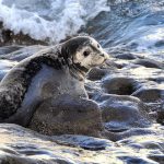 Norway loses battle to export seal goods to EU