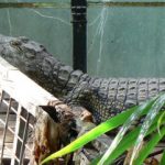 Swedish greenhouse croc finds new UK home