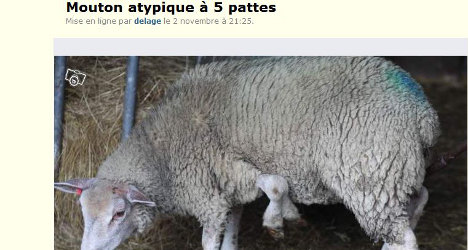 Farmer saves five-legged sheep with online sale