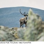 Mining threatens Sami reindeer grazing