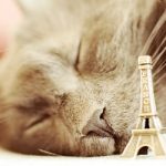 VIDEO: Paris set to get its first ‘cat hotel’