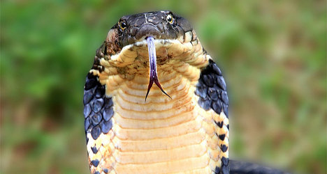 'King cobra's venom could help cure cancer'