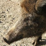 ‘Radioactive’ boars roaming northern Italy