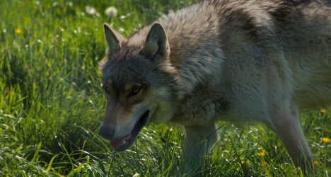 Italian farmers slaughter wolves in protest
