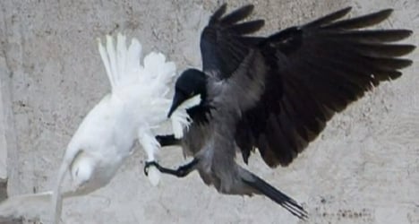 VIDEO: Pope's doves attacked by birds