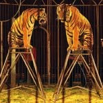 Circus animals stranded in French visa nightmare