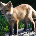 French family wins legal fight to adopt ‘loving’ fox