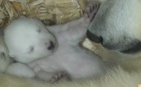 Polar bear cubs get first glimpse of world