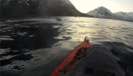 VIDEO: Kayaker crashes into humpback