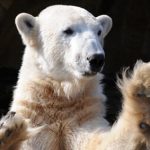 Knut autopsy ‘most in-depth’ in animal world