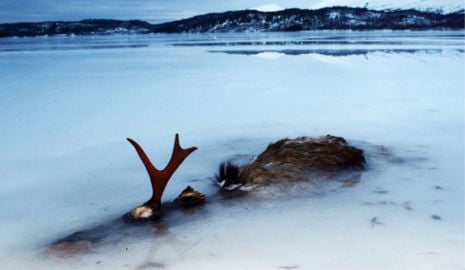 Elk found frozen solid in Norwegian lake