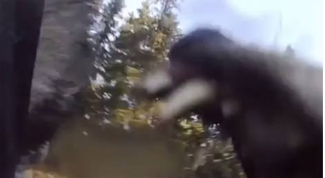 VIDEO: Wolf turns on Norwegian Elkhound