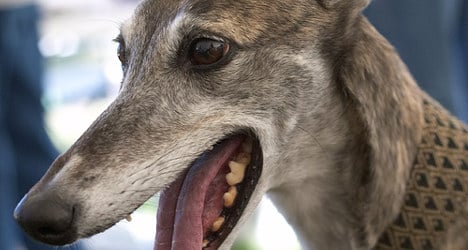 Spain's hunters 'torture' unwanted greyhounds