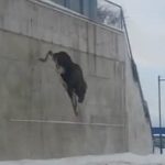 VIDEO: Elk takes fatal plunge off mall car park