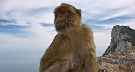 Gibraltar cracks down on monkey-feeding tourists