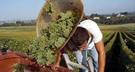 Wine output for 2013 reduced but ‘excellent’