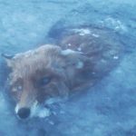 Man finds fox frozen in Swedish lake