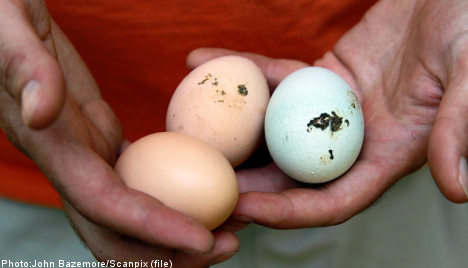 Swedish egg thief poached by law