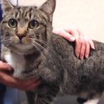 Mystery Spanish cat found in Scottish garage