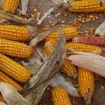 France vs GM corn: The row that won’t go away