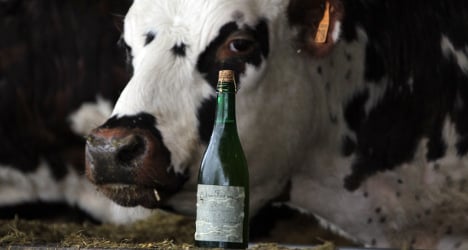 French cows reared on a diet of Normandy cider