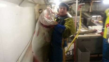 Norway fisherman catches monster cod