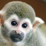 Monkey stud moved after making 50 babies