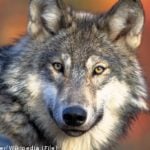 Co-worker suspected in zoo’s fatal wolf attack