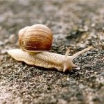 <b>'Lento come una lumaca'</b> A change in language does not speed up the humble snail, with the phrase 'slow as a snail' directly translating from English to Italian.Photo: zdenko zivkovic/Flickr