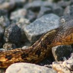 <b>'Parenti serpenti'</b> Italian families may be tight knit, but you can't choose your relations. Some Italians lament their bad relationships with their 'snake relatives'.&nbsp;Photo: Martin Cathrae/Flickr
