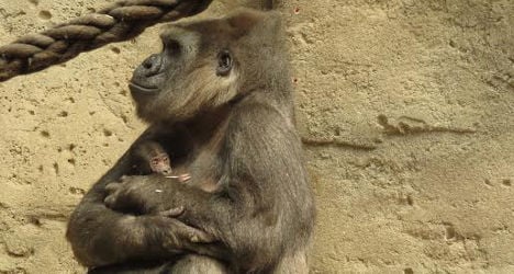 In pictures: Madrid Zoo greets new baby gorilla