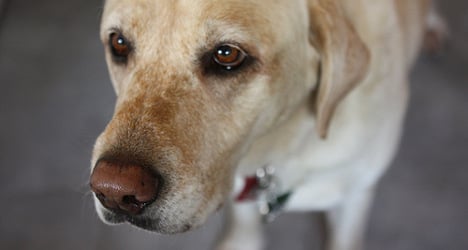 Blind athlete saves blind dog from death