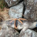 Mutilated seal found hanging from rocks