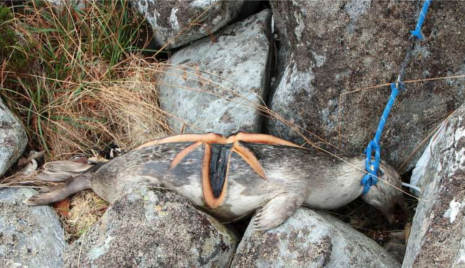 Mutilated seal found hanging from rocks