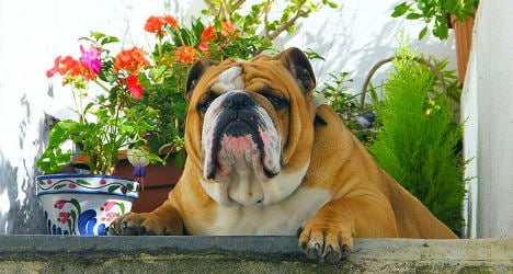 Brits snub British bulldog for 'smarter' Gallic breed