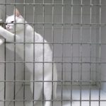 VIDEO: France’s feline version of Harry Houdini