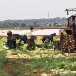 Foreign farm workers are ‘treated like slaves’