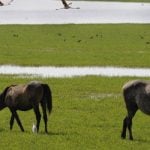 Wild horses breathe life into dying landscape