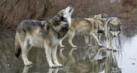Wolf population on the rise in Sweden