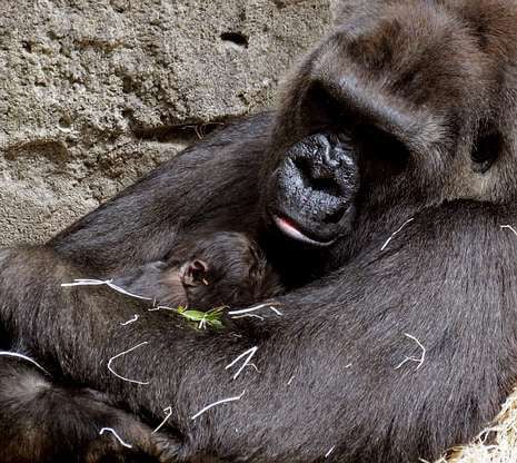Meet Madrid’s new baby gorilla