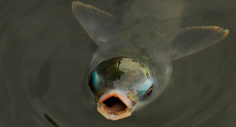 Pollution feminizing Spain's male fish