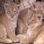 Rare lion cubs killed by parents in French zoo